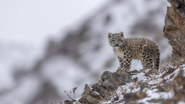 Snow leopard cub standing on rocky cliffside against a blurred mountain background photo