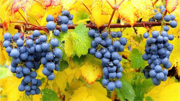 Close up of ripe grapes on vines with vibrant yellow and green leaves photo