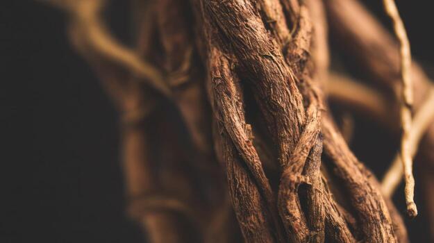 Close up of textured brown roots intertwined against dark background photo