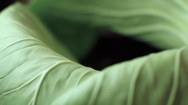 Close up of green leaf texture with veins and natural light photo