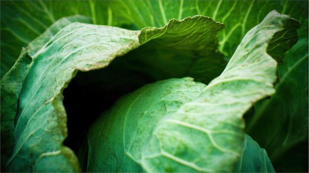 Close up of vibrant green cabbage leaves showcasing texture and detail photo