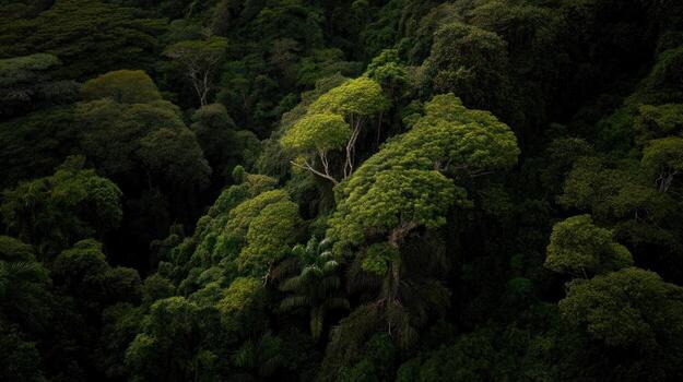 Dense forest canopy aerial view featuring lush green vegetation photo