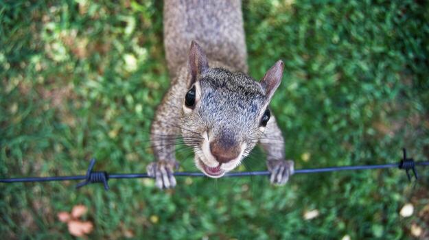 Close up of curious squirrel looking up from below with green background photo