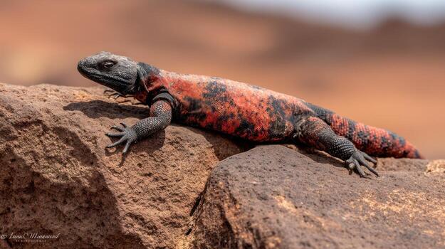 Lizard resting on rock in natural environment with reddish black pattern photo