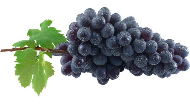 Close up of fresh black grapes on a stem with green leaves photo