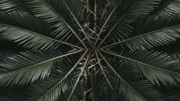 Symmetrical view of green palm leaves -nature background photo