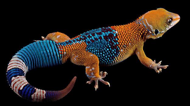 vibrante lagartija en negro antecedentes demostración vistoso escamas y texturas foto