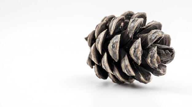 Close up of a detailed pine cone with textured surface against a white backdrop photo