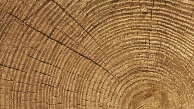 Close up of a weathered wooden surface with annual rings and textured details photo