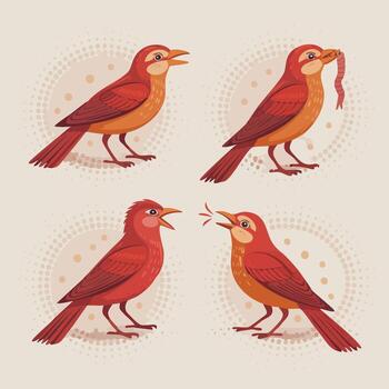 A collection of four illustrated red bird characters in various poses, including chirping, singing, and eating a worm vector