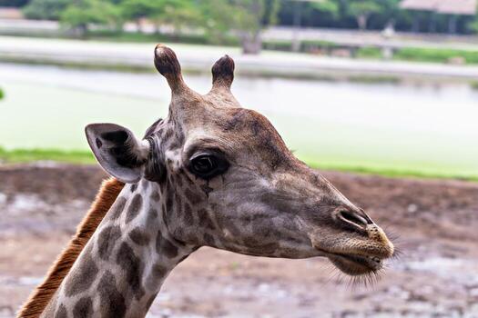 Safari. Giraffe. Close-up portrait of giraffe highlighting its distinctive patterns and features in lush safari setting, surrounded by greenery and tranquil water body, ideal for wildlife enthusiasts photo