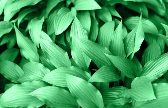 Leafy background. Lush green leaves display intricate textures and patterns, creating vibrant natural background that enhances visual appeal, perfect for design projects or nature-themed compositions photo