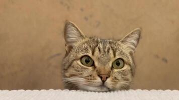 en katt med slående grön ögon konstaterar spänt från de kant av en tabell medan dess ägare upptagen förbereder en måltid i en värma kök. de atmosfär är vänlig och inbjudande video