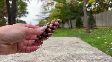 Hands demonstrate how to turn a pine cone into a simple craft while walking in a park during fall season video