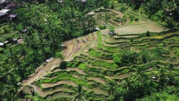 zangão Visão do Tegallalang arroz terraços video