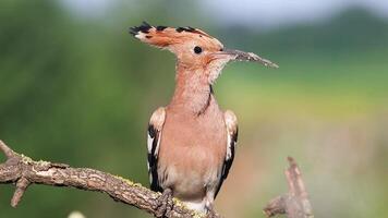 grumpy hoopoe with a web on its beak sits on a flowering branch video