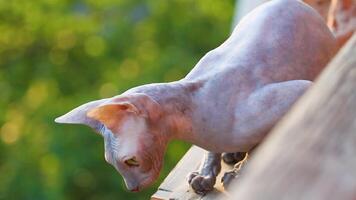 a sphinx cat sits on the edge of a balcony against the backdrop of spring greenery and looks around video