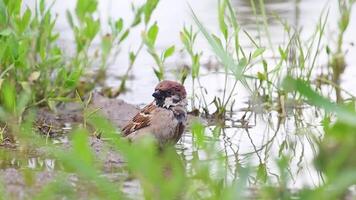 pardal tomando banho dentro poça e vôo longe video