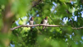 mãe pássaro feeds a pintinhos, a Vila andorinha video