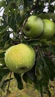 grön stor äpplen på en gren av ett äpple träd i de regn. där är stor regndroppar på äpplen. växande och skörd äpplen och frukter. äpplen i en friska diet. video