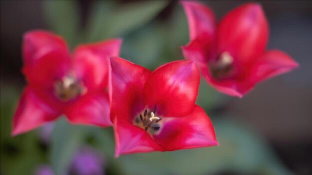 Vibrant red flowers in bloom with bokeh effect and natural lighting photo