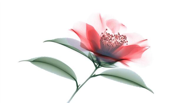 Elegant translucent flower with delicate petals and green leaves on white backdrop photo