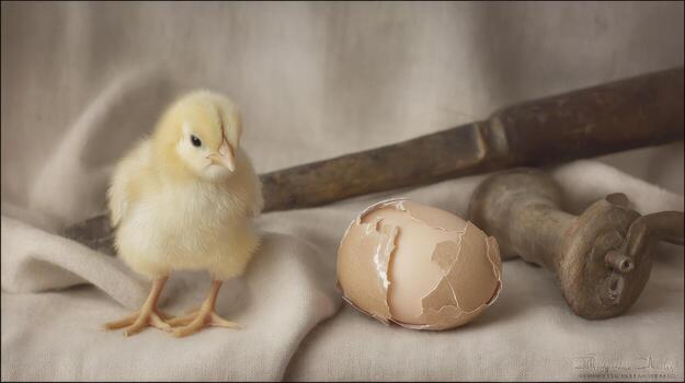Yellow chick with broken eggshell on linen cloth still life photography photo