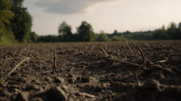 Close up of freshly tilled field with early growth and trees in the distance photo