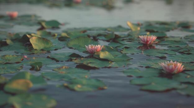 Pink water lilies and lily pads floating on calm water surface photo