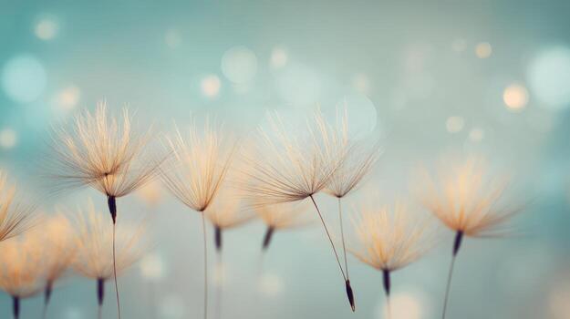 Close up of dandelion seeds against a soft blue and green background photo