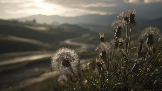 Dandelion seed heads in field with rolling hills and sunlight background photo