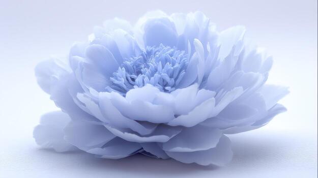 Close up of a delicate blue flower with soft petals and a neutral background photo