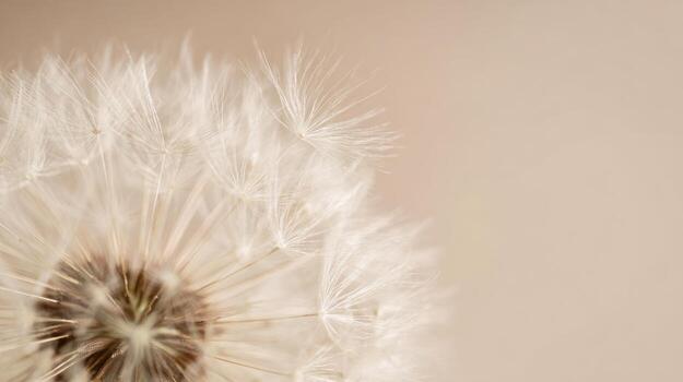 un diente de león es soplo en el viento foto