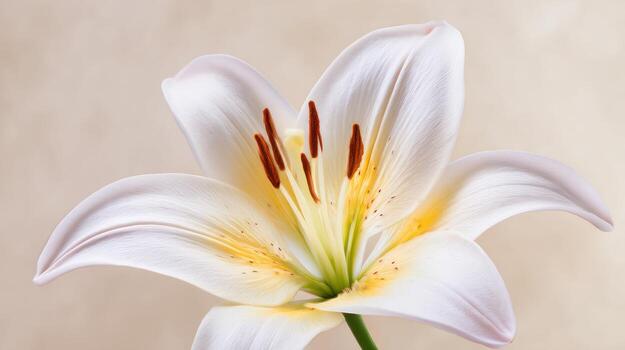 Elegant white lily flower macro photography studio shot with soft focus background photo