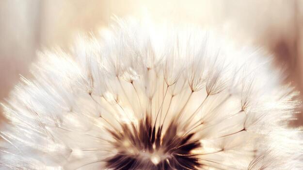 cerca arriba de un delicado diente de león semilla cabeza en contra un suave antecedentes foto