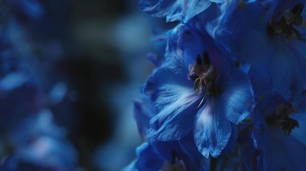 Close up of vibrant blue flowers in soft focus with selective depth of field photo