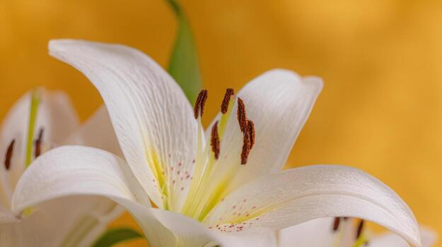 Close up of a white lily flower against a yellow background photo