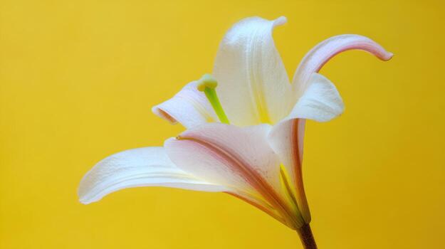 Elegant white lily flower with soft petals against a vibrant yellow background photo