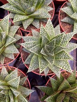 Lush green succulent plants with striking geometric patterns are arranged neatly in terracotta pots, creating a vibrant display of nature's design photo