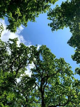 Tall trees with broad leaves create a natural frame around a bright blue sky with fluffy clouds on a sunny day photo