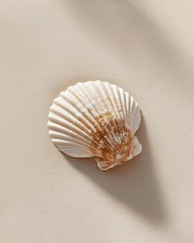 Single scallop seashell on a soft sandy background photo