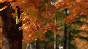 stänga upp av en lönn gren med orange och gul flikad löv, mörk trunk på vänster, mild vingla, långsam kamera sopa, värma bakgrundsbelysning, grund djup av fält. video