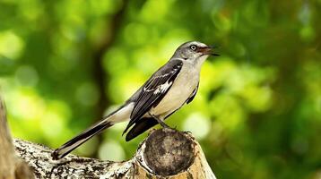 sinsonte pájaro sentado encaramado en un Iniciar sesión durante invierno con bokeh antecedentes video
