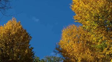 de rader av röd lönn träd med fallen blad. höst tid. video