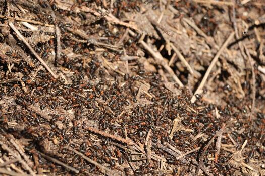 Red ants working hard on building their home. photo