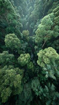Emerald Canopy, A Verdant Vista of Intertwined Trees Spanning Downward from Above photo