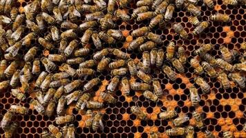 närbild se av honung bin arbetssätt på en vaxkaka inuti en bikupa. de insekter flytta aktivt tvärs över de hexagonal celler fylld med vax och honung. video