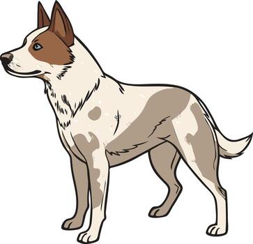 Energetic Australian Cattle Dog Standing Pose Available on EPS File vector