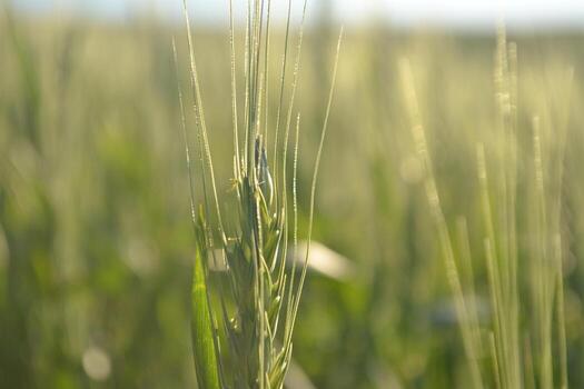 Close-up of a Wheat Stalk in a Field. photo
