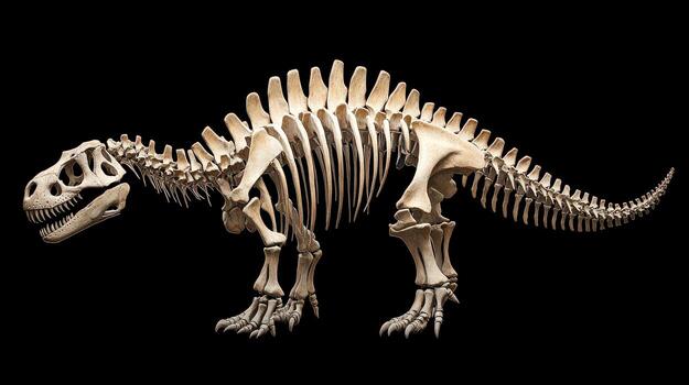 a skeleton of a dinosaur is shown on a black background photo